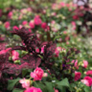 Meet your Posher, Gardening